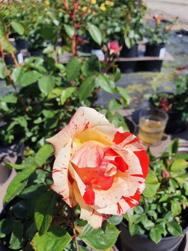 Rosa 'Hanky Panky'