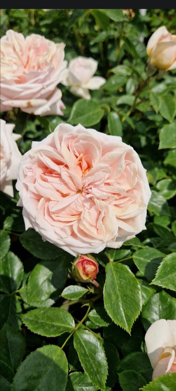 Rosa 'Joie de Vivre'