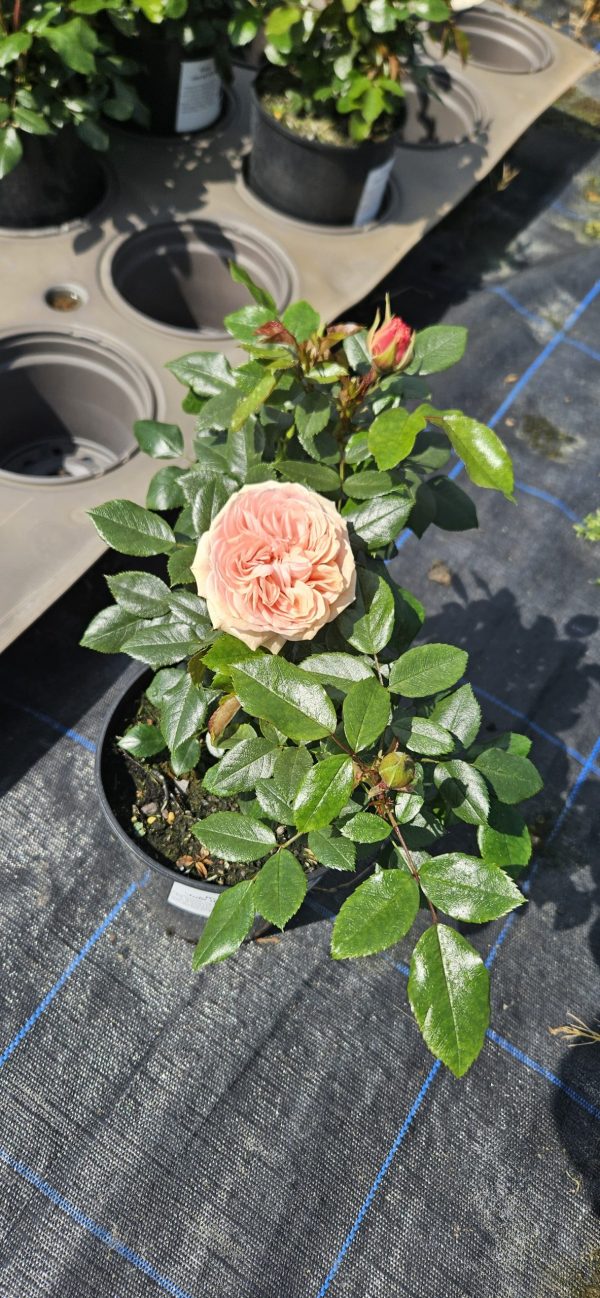 Rosa 'Joie de Vivre'