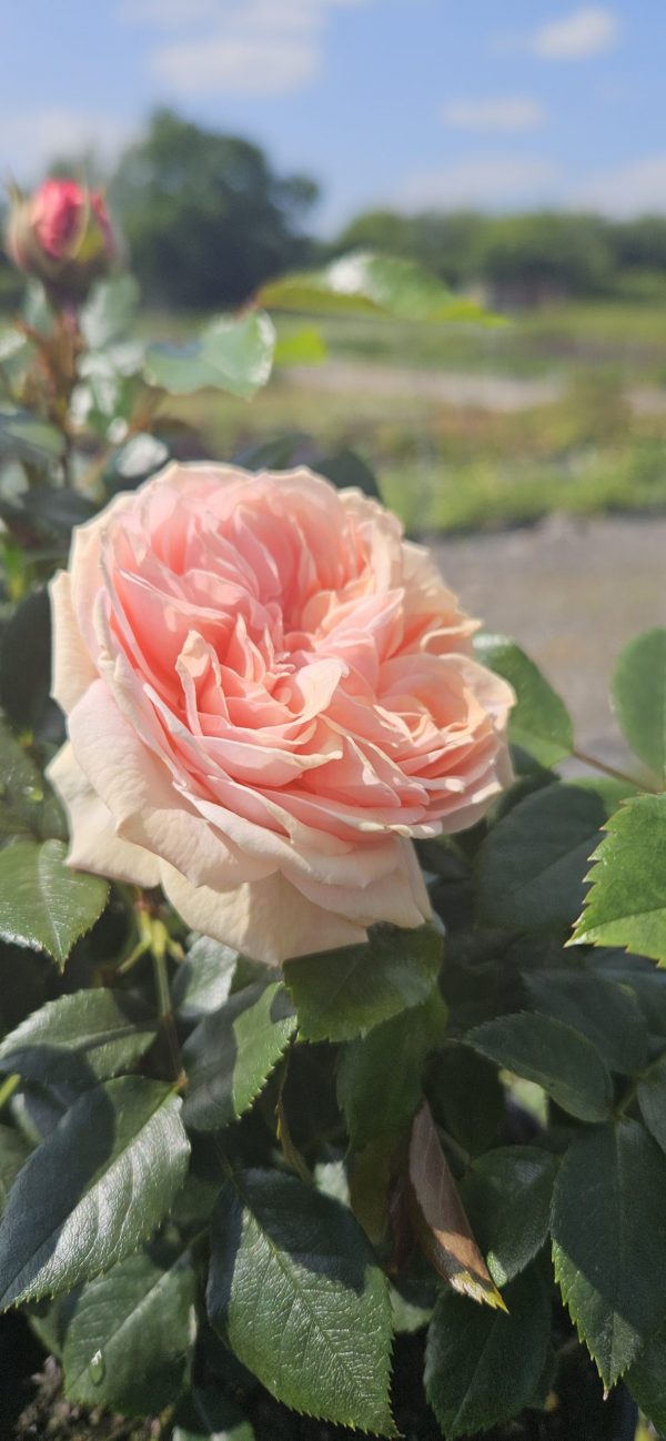 Rosa 'Joie de Vivre'