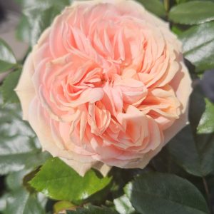 Rosa 'Joie de Vivre'