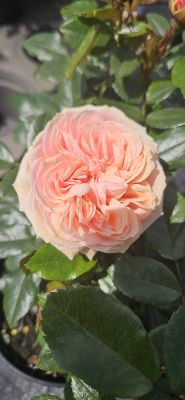 Rosa 'Joie de Vivre'