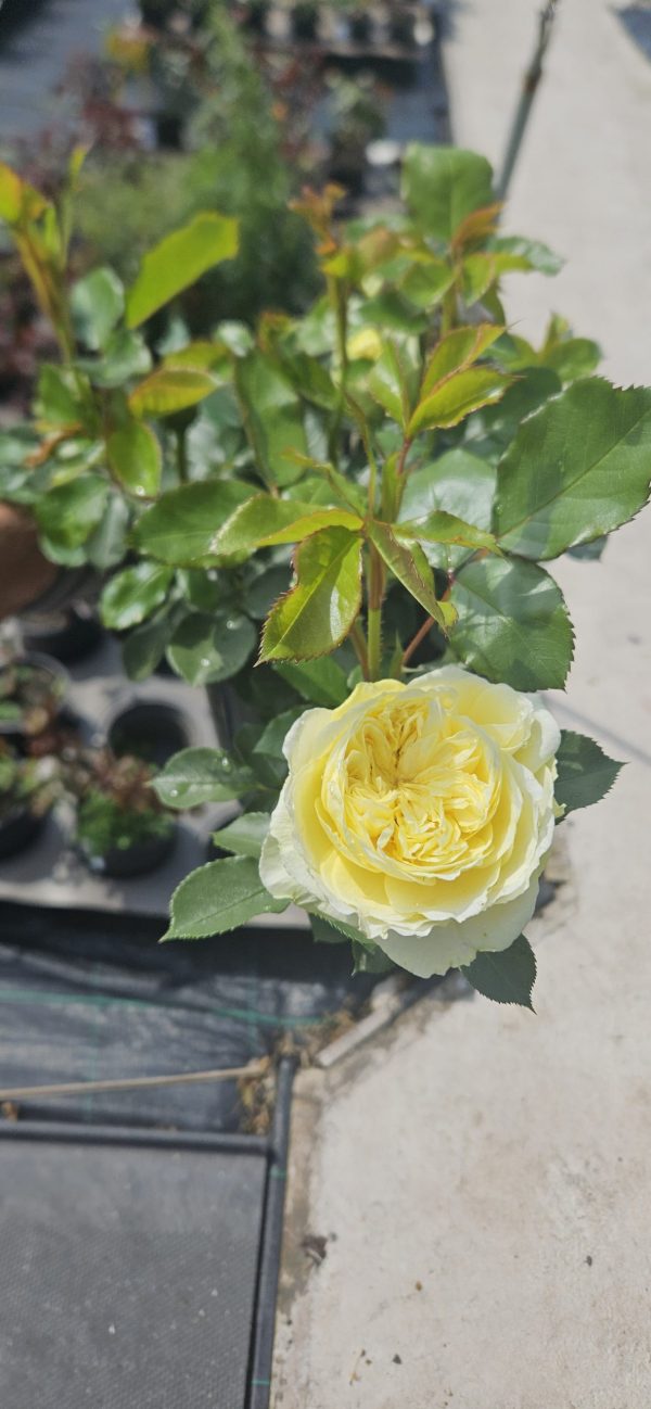 Rosa 'Kronprinsesse Mary'