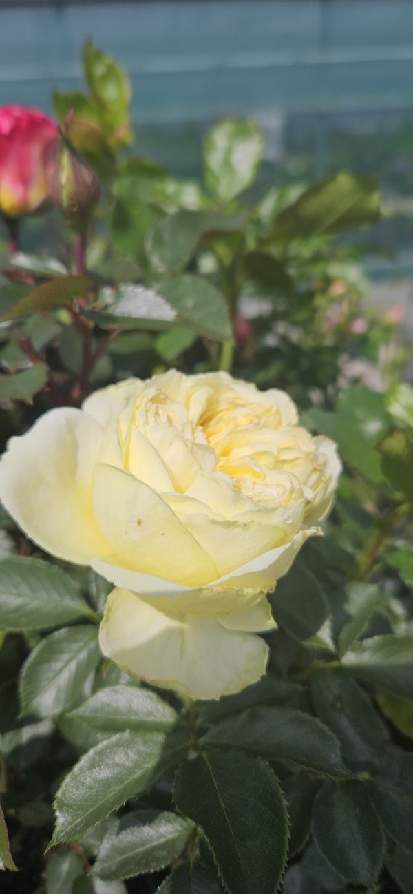 Rosa 'Kronprinsesse Mary'