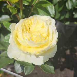 Rosa 'Kronprinsesse Mary'