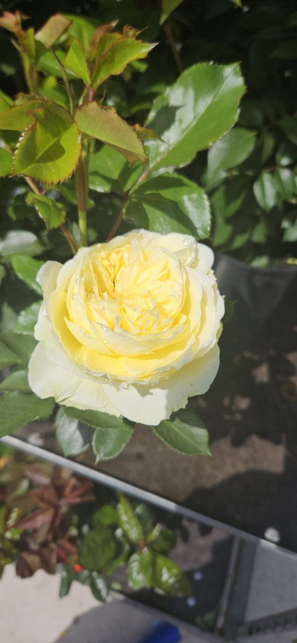 Rosa 'Kronprinsesse Mary'