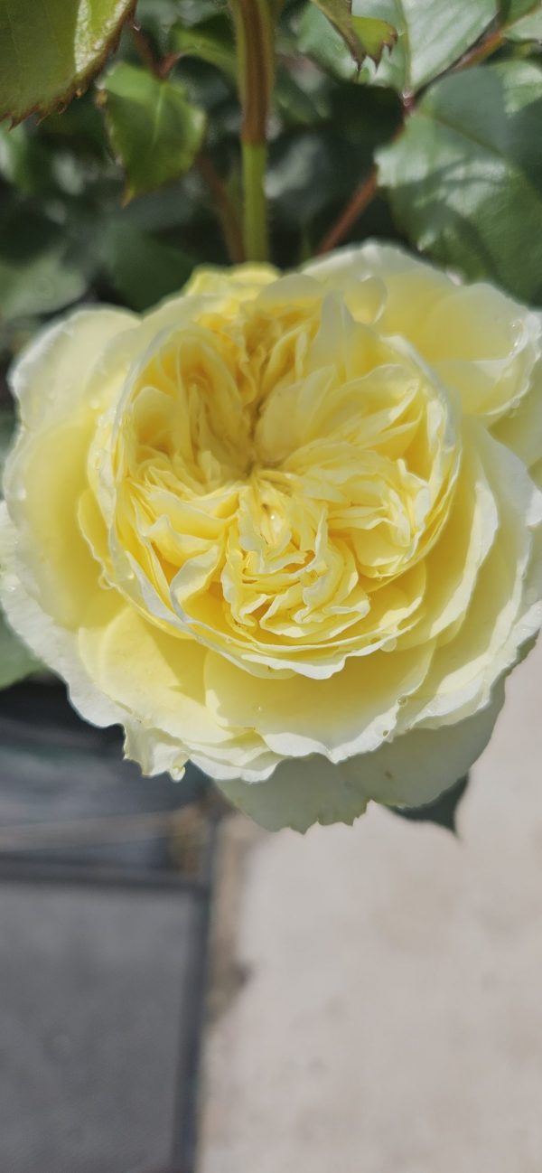 Rosa 'Kronprinsesse Mary'