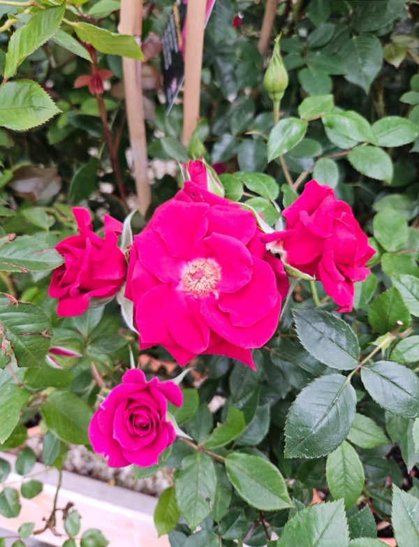 Rosa 'Love Knot'