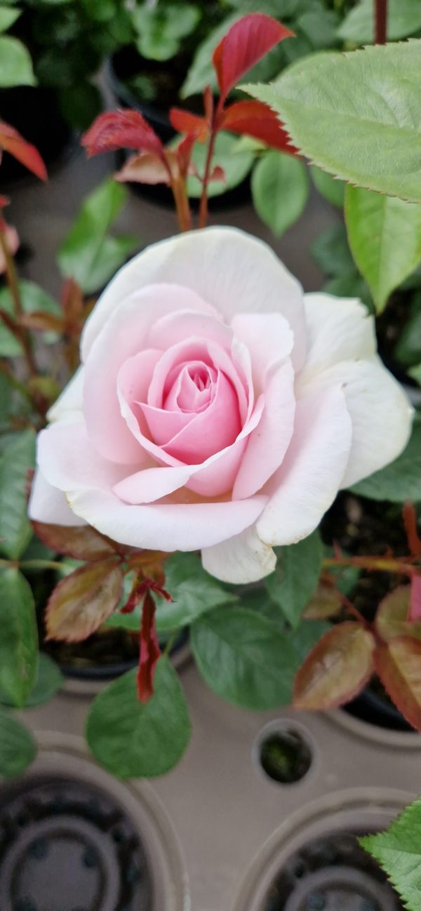 Rosa 'Lovely Lady'