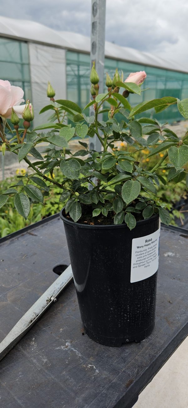 Rosa 'Many Happy Returns'