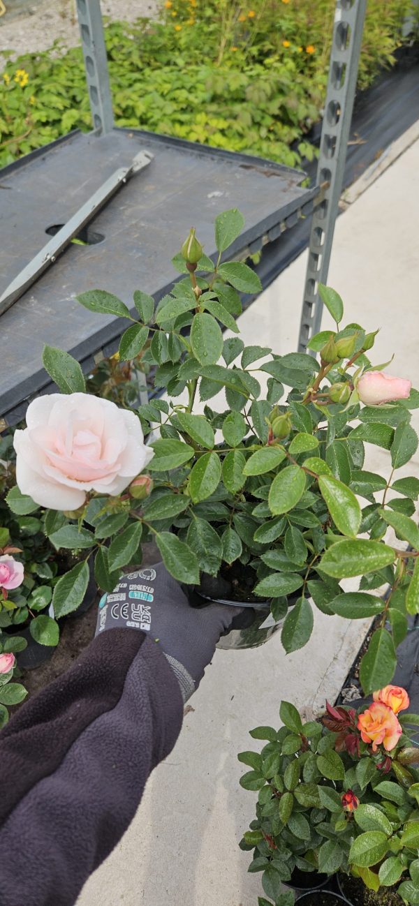 Rosa 'Many Happy Returns'