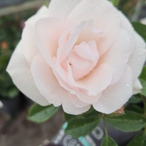 Rosa 'Many Happy Returns'