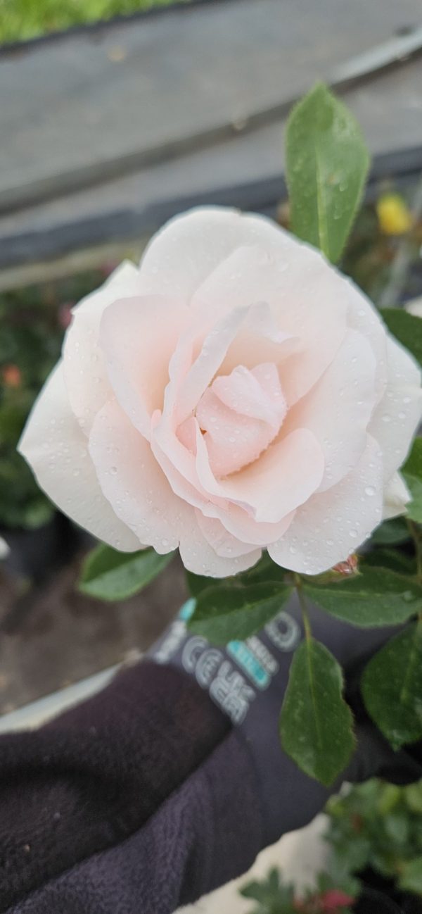 Rosa 'Many Happy Returns'