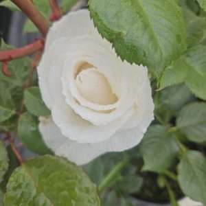 Rosa 'Margaret Merrill'