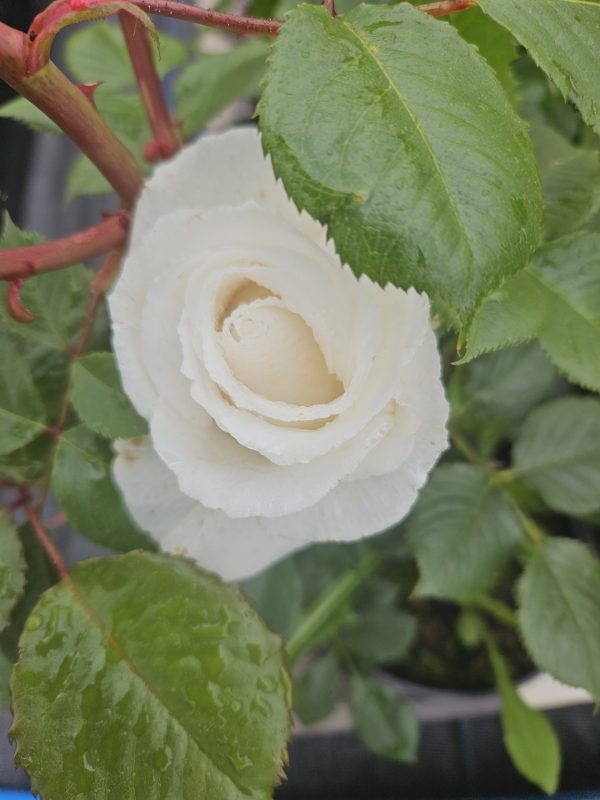 Rosa 'Margaret Merrill'