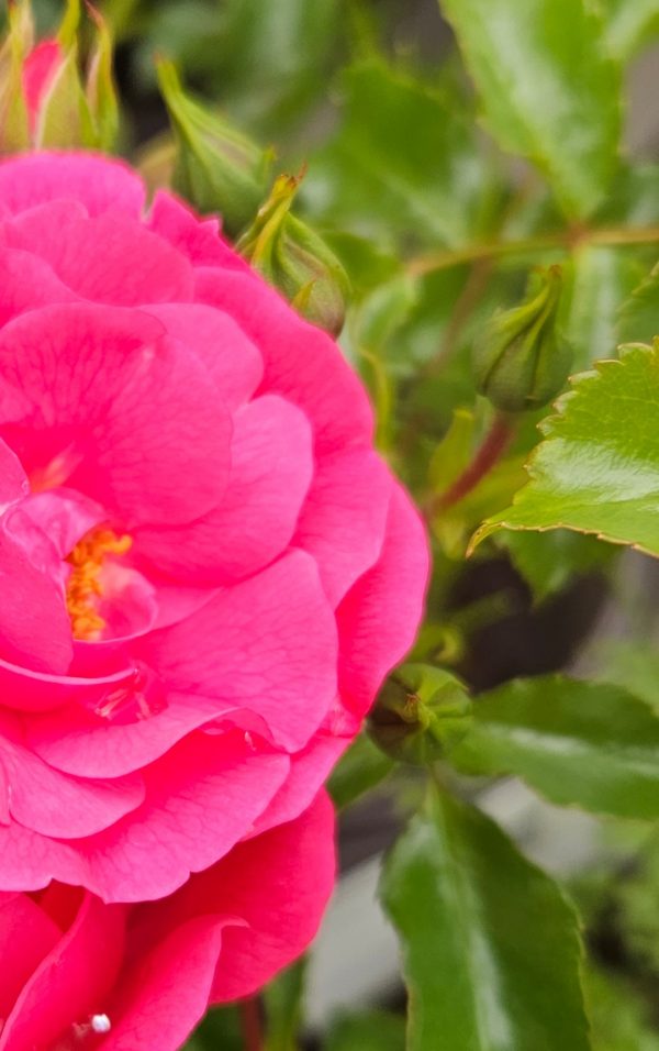 Rosa 'Pink Flower Carpet'