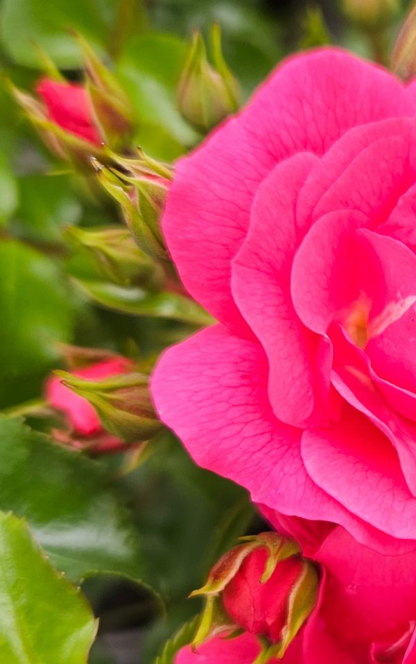 Rosa 'Pink Flower Carpet'