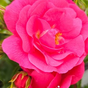 Rosa 'Pink Flower Carpet'
