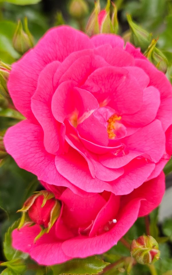 Rosa 'Pink Flower Carpet'