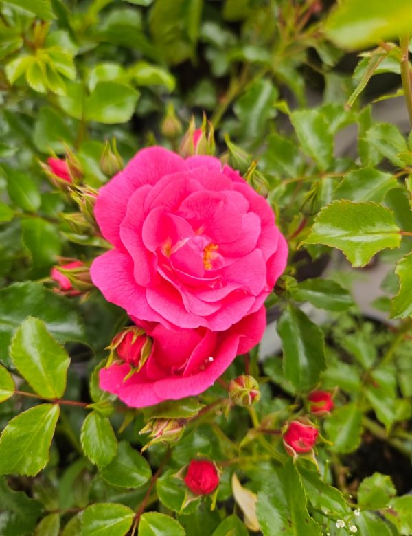 Rosa 'Pink Flower Carpet'