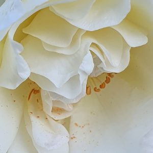 Rosa 'Prosperity'