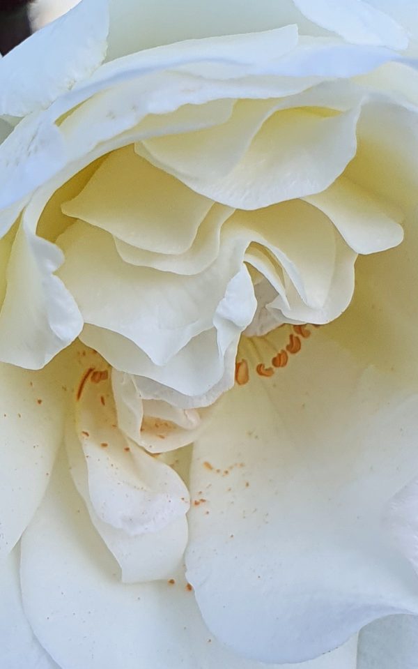 Rosa 'Prosperity'