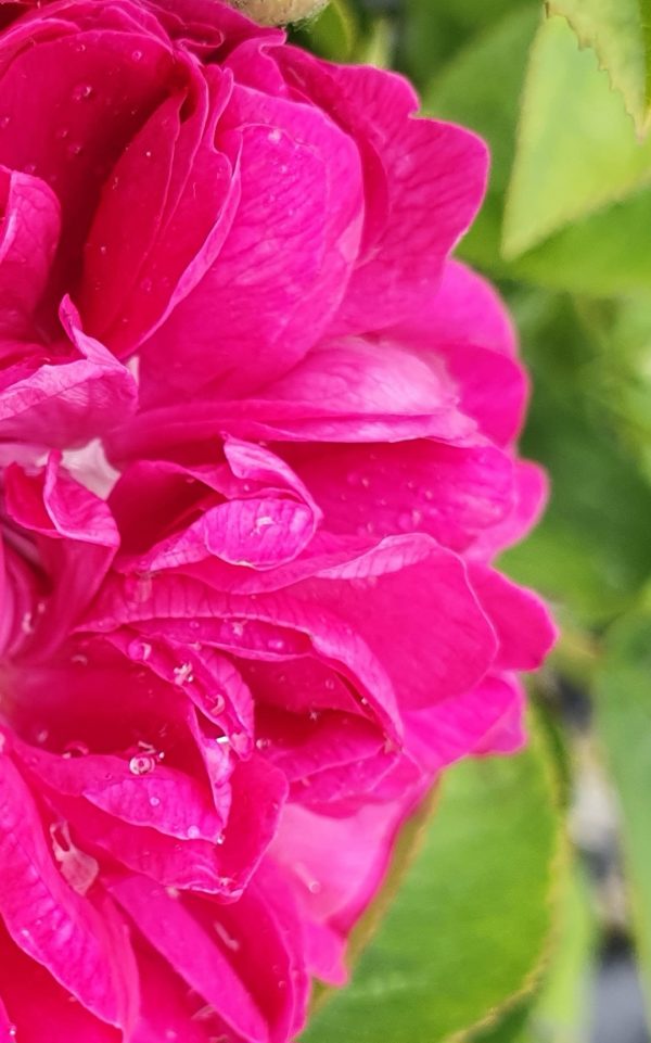 Rosa 'Rosa de Rescht'