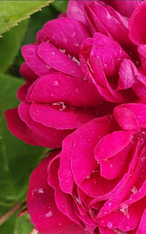 Rosa 'Rosa de Rescht'