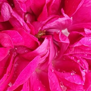 Rosa 'Rosa de Rescht'