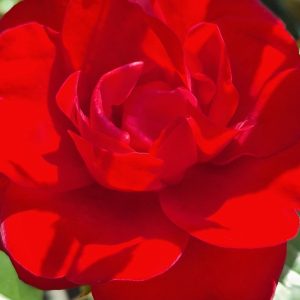 Rosa 'Ruby Anniversary'