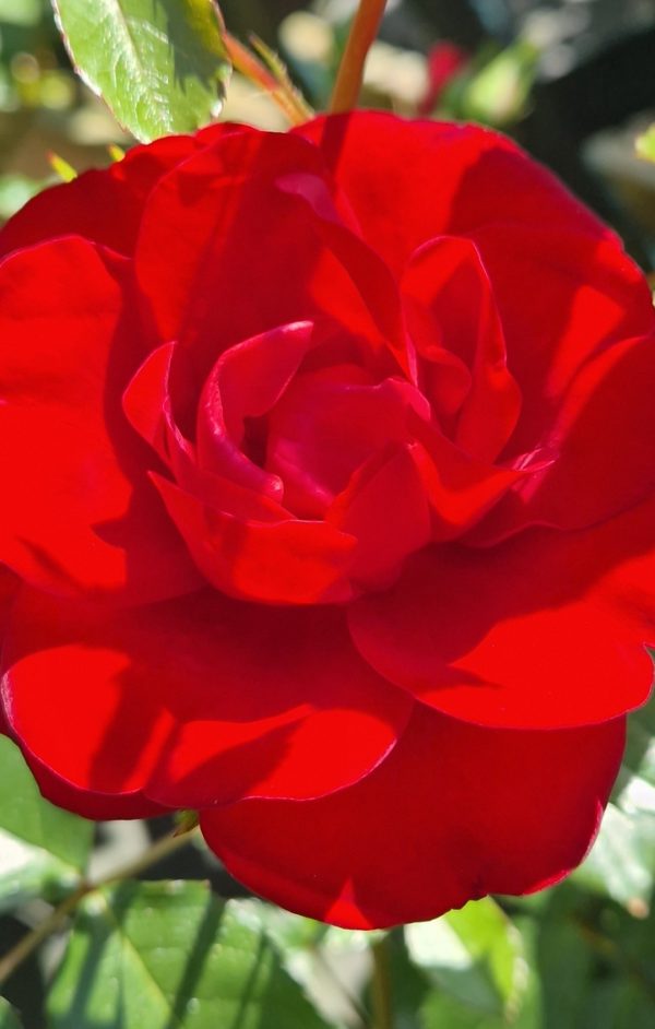 Rosa 'Ruby Anniversary'