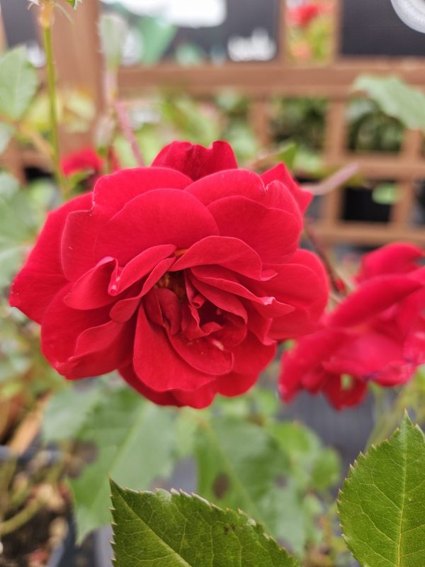Rosa 'Ruby Anniversary'