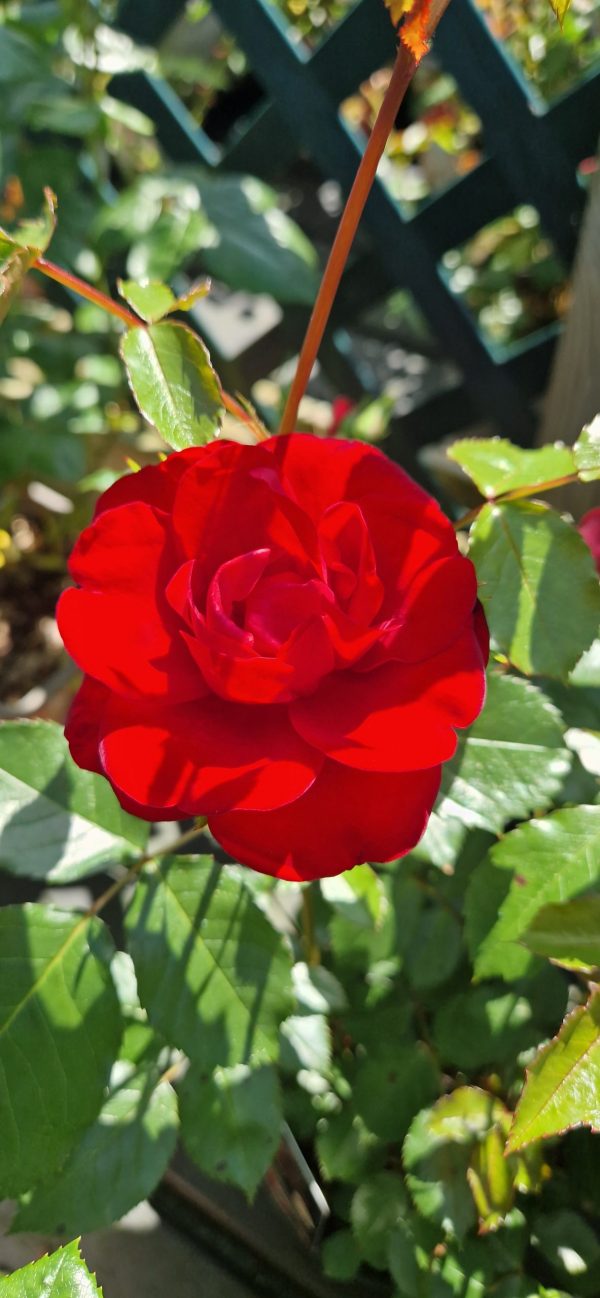 Rosa 'Ruby Anniversary'