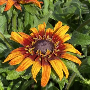 Rudbeckia 'Summerina Blazing Fire'