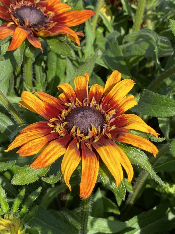 Rudbeckia 'Summerina Blazing Fire'