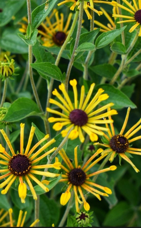 Rudbeckia subtomentosa 'Little Henry'