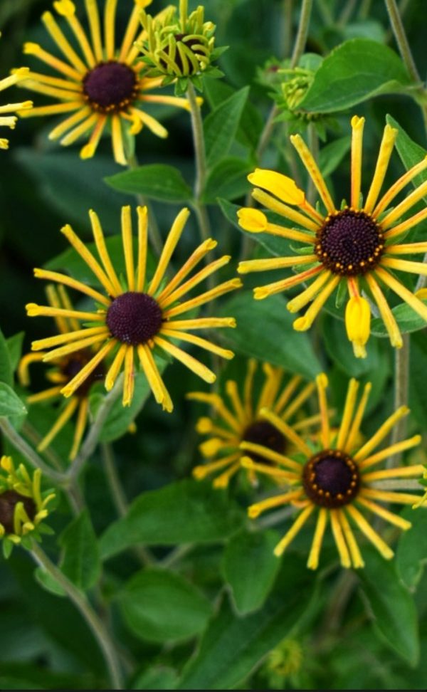Rudbeckia subtomentosa 'Little Henry'