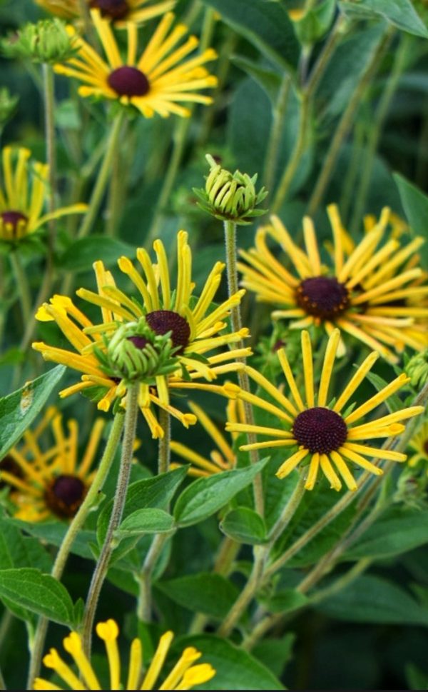 Rudbeckia subtomentosa 'Little Henry'