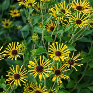 Rudbeckia subtomentosa 'Little Henry'