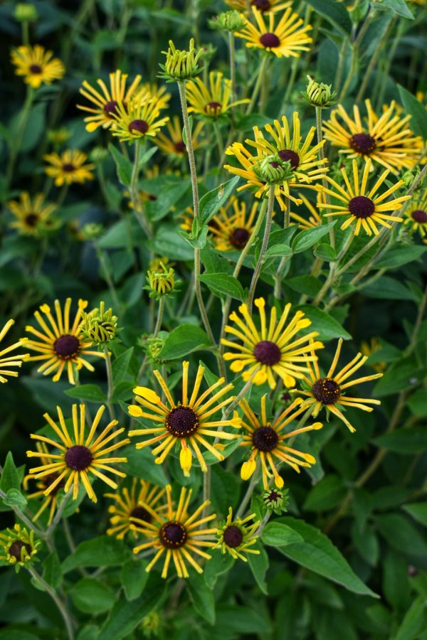 Rudbeckia subtomentosa 'Little Henry'