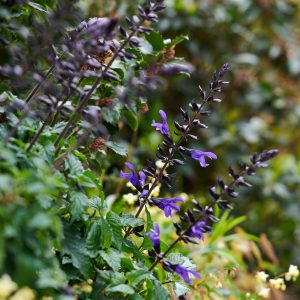 Salvia Lake Blueberry