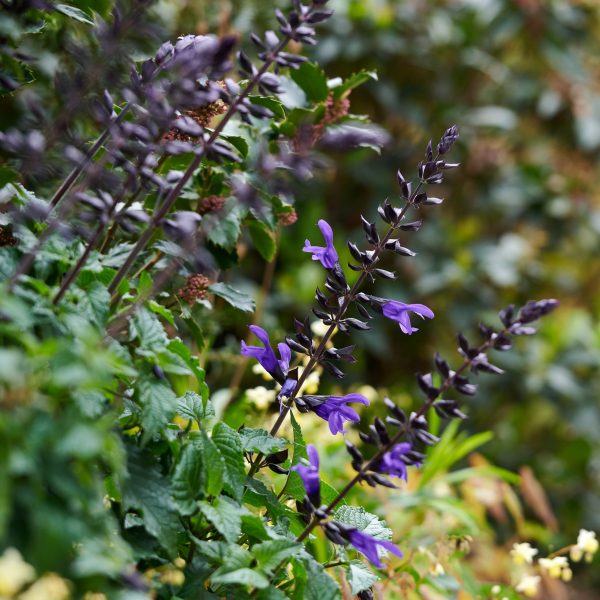 Salvia Lake Blueberry Salvia Lake Blueberry
