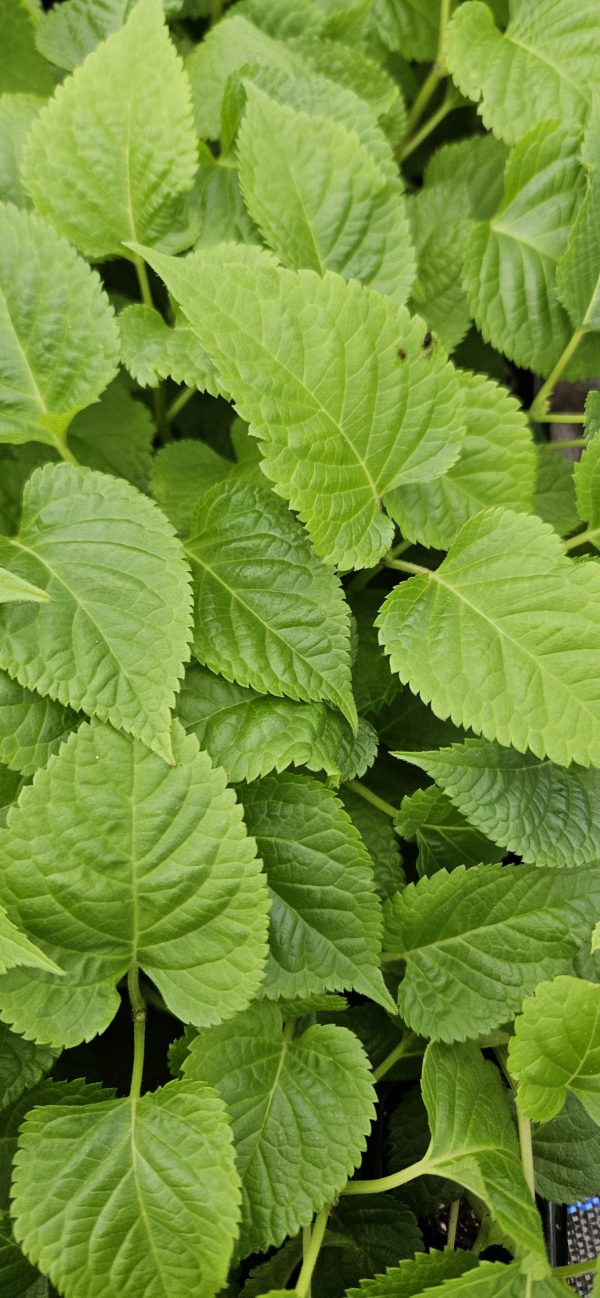 Salvia Lake Blueberry3 Salvia Lake Blueberry