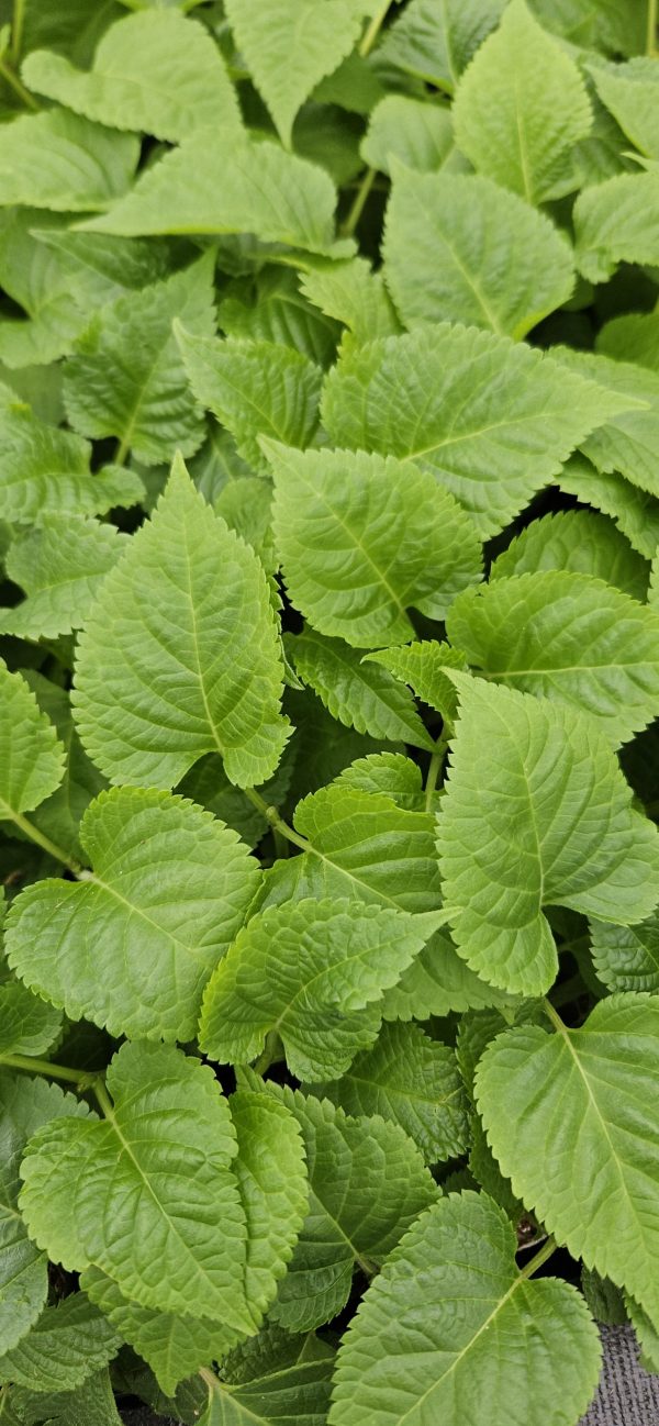 Salvia Lake Blueberry4 Salvia Lake Blueberry