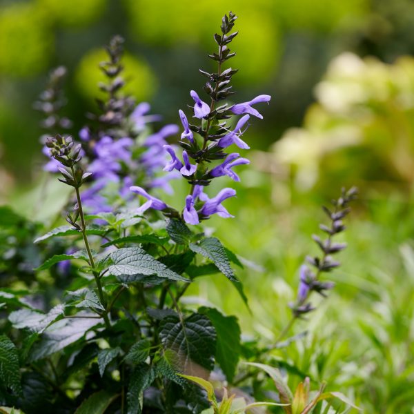 Salvia Lake Como ('Tl1017') (Salgoon Series) (PBR) Salvia Lake Como