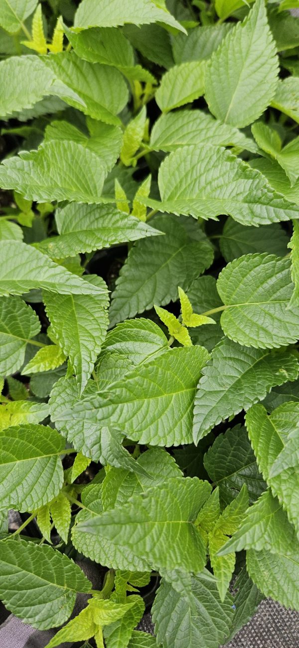 Salvia Lake Como Salvia Lake Como