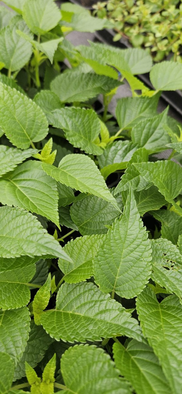 Salvia Lake Como2 Salvia Lake Como