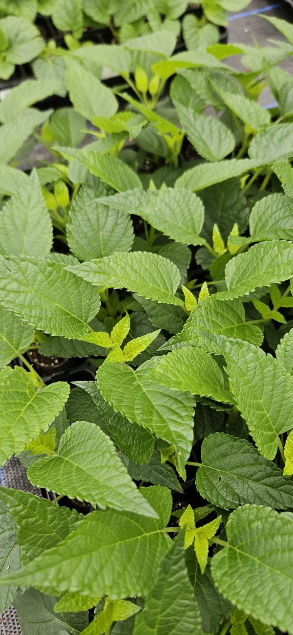 Salvia Lake Como3 Salvia Lake Como