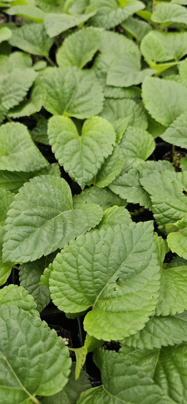 Salvia Lake Flamingo