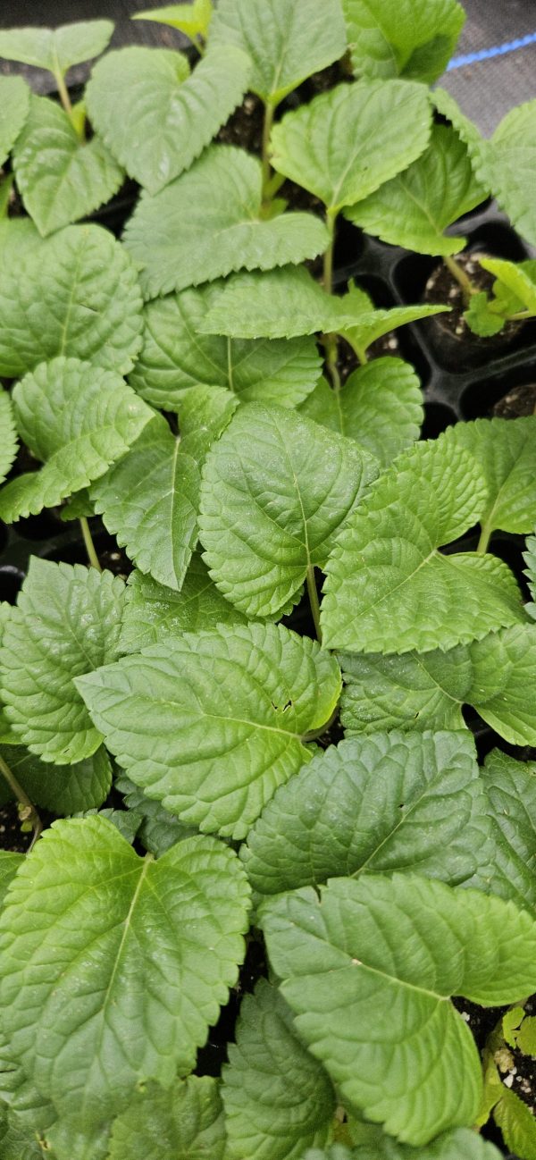 Salvia Lake Flamingo